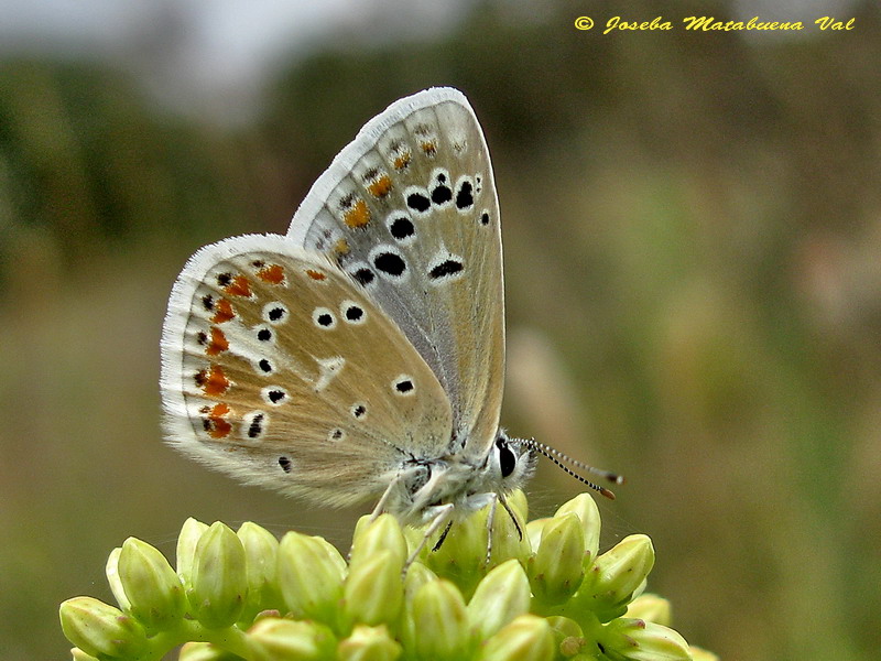 Polyommatus dorylas maschio